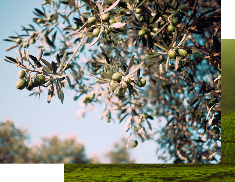 Organic olive oil & green tea Collection - Velvet Cosmetics