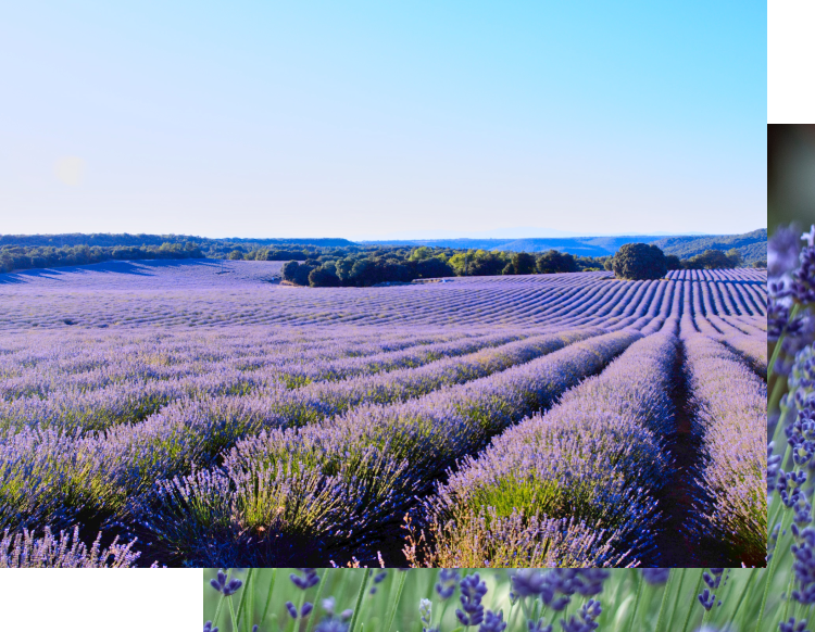 Organic lavender & chamomile collection - Velvet Cosmetics