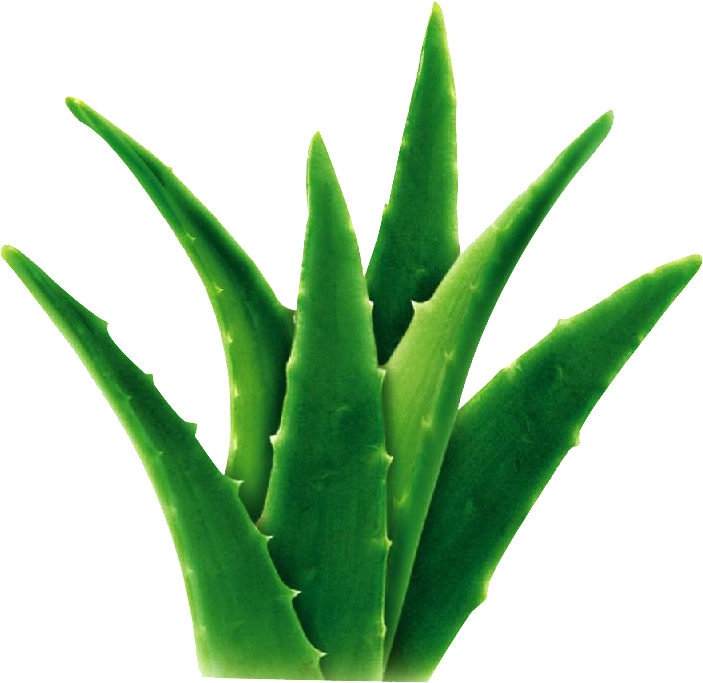 Aloe - Velvet Ingredients