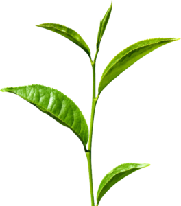 Green Tea - Velvet Ingredients