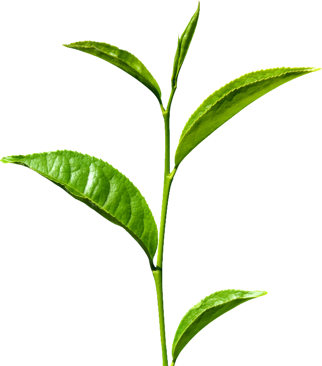 Green Tea - Velvet Ingredients