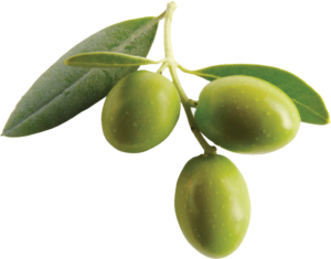 Olive oil - Velvet Ingredients