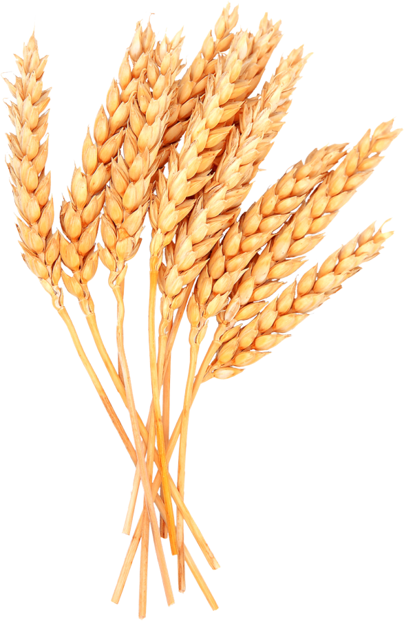 Wheat proteins - Velvet Ingredients