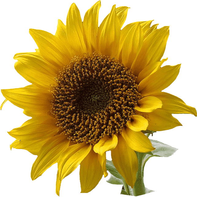 Sunflower - Velvet Ingredients